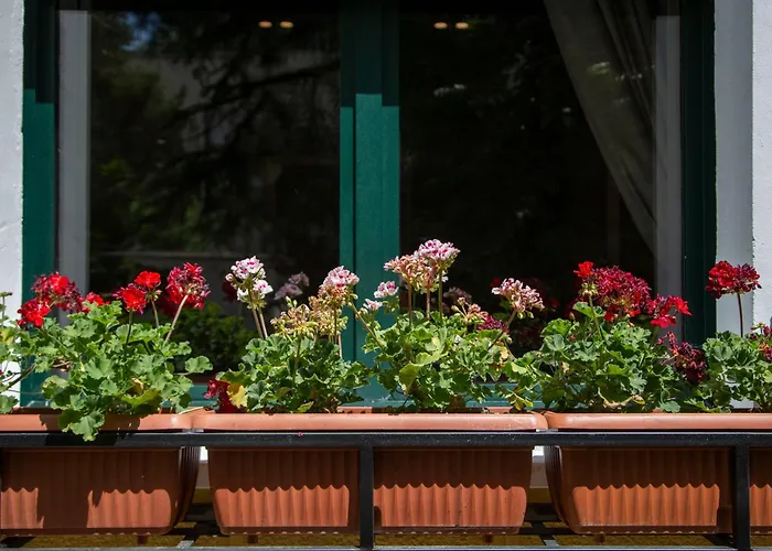 Mullaga Premium ティラナ